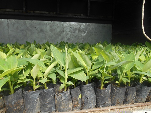 Bán giống chuối xiêm, chuối sáp và chuối già Nam Mỹ cấy mô 0937392133 Ms.Hằng