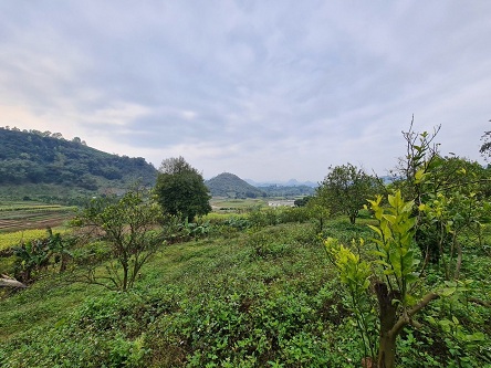 Đất Cao Phong Hòa Bình