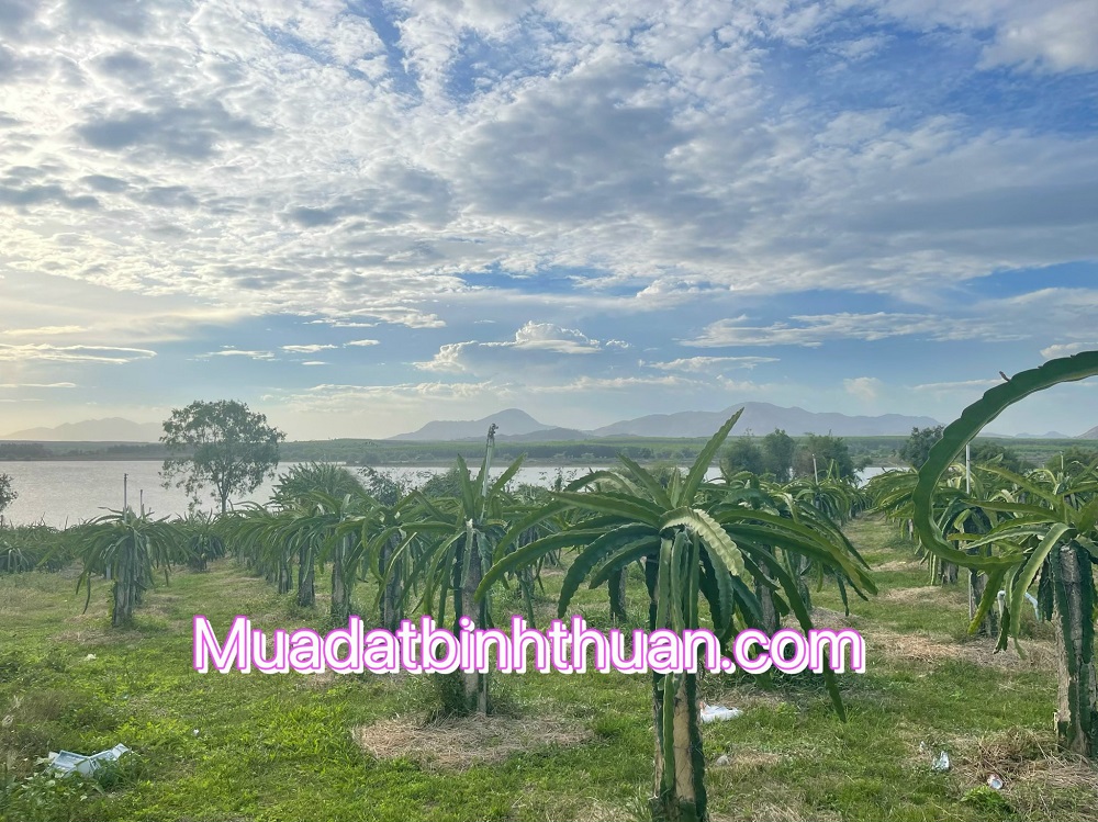Bán lô đất 7500m2 view Hồ Núi Đất, đường Nguyễn Minh Châu, La Gi giá 9.5 tỉ