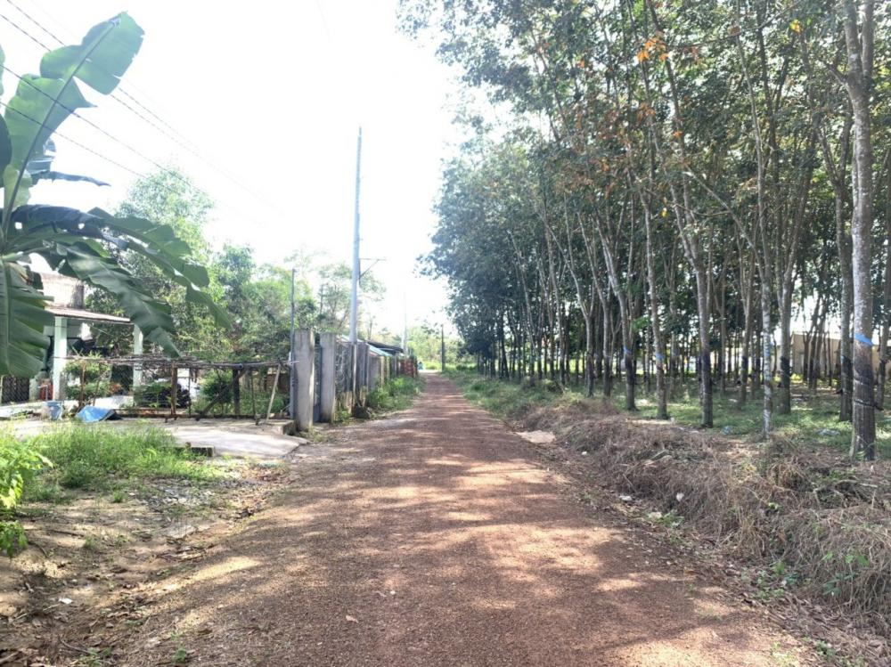Bán đất tặng nhà cấp 4 ngay  trung tâm Phú Giáo.